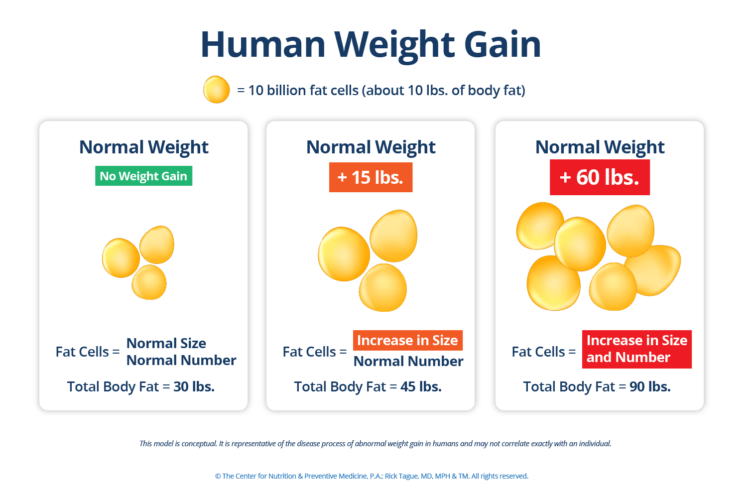 Human Weight Gain