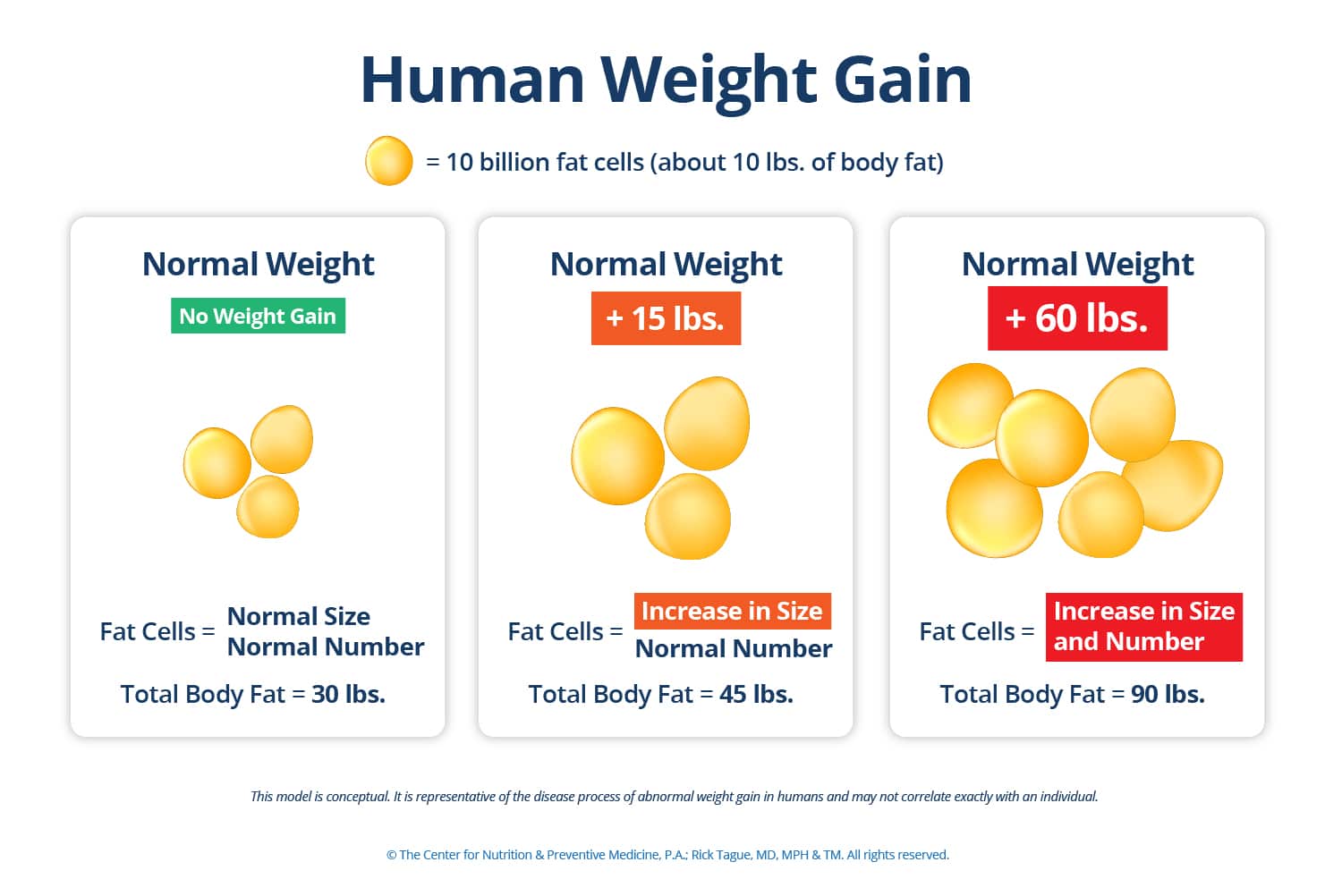 Human Weight Gain Illustration